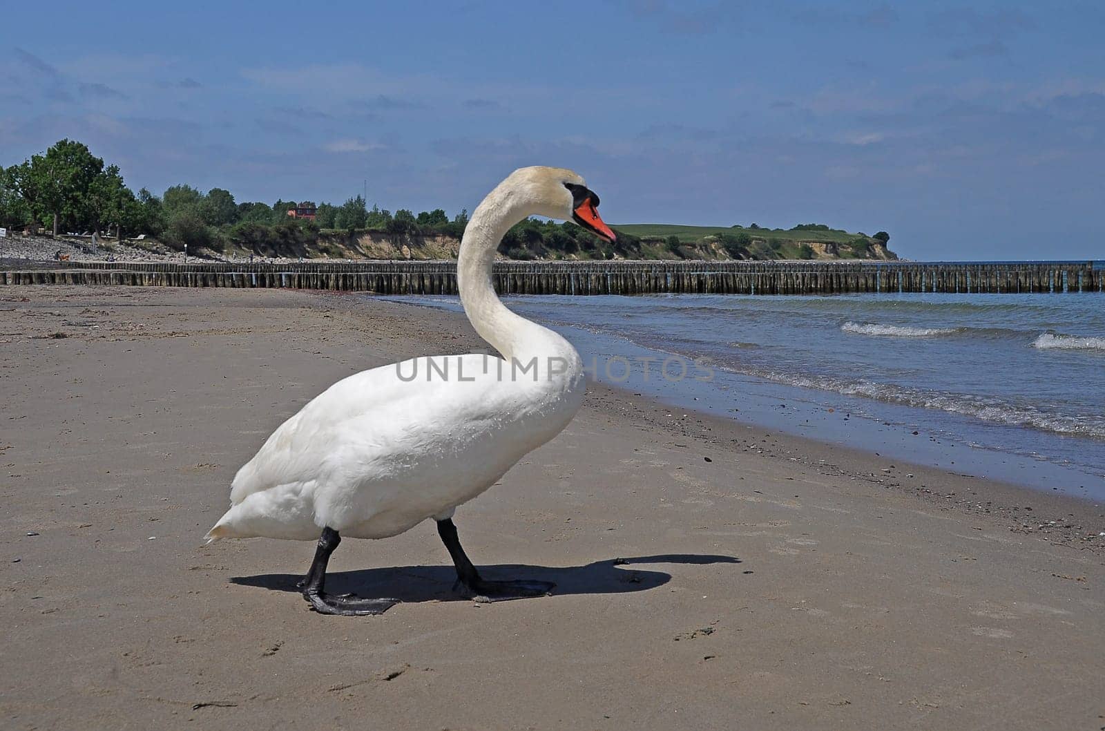 Swan