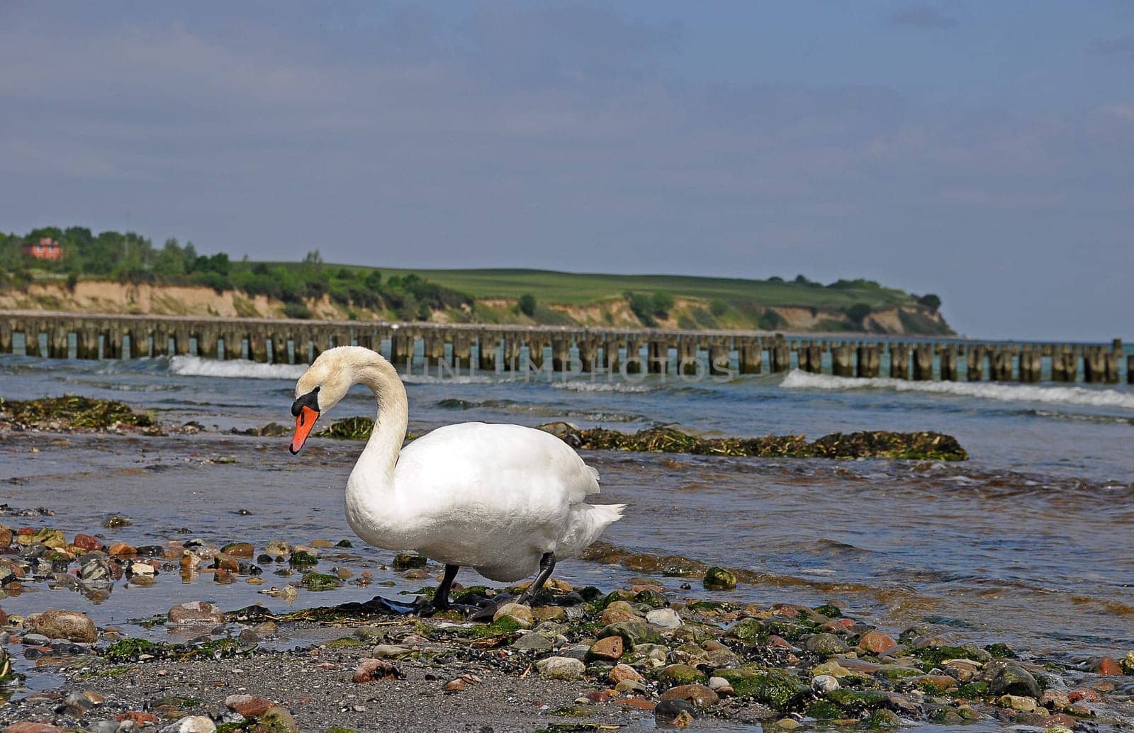 Swan