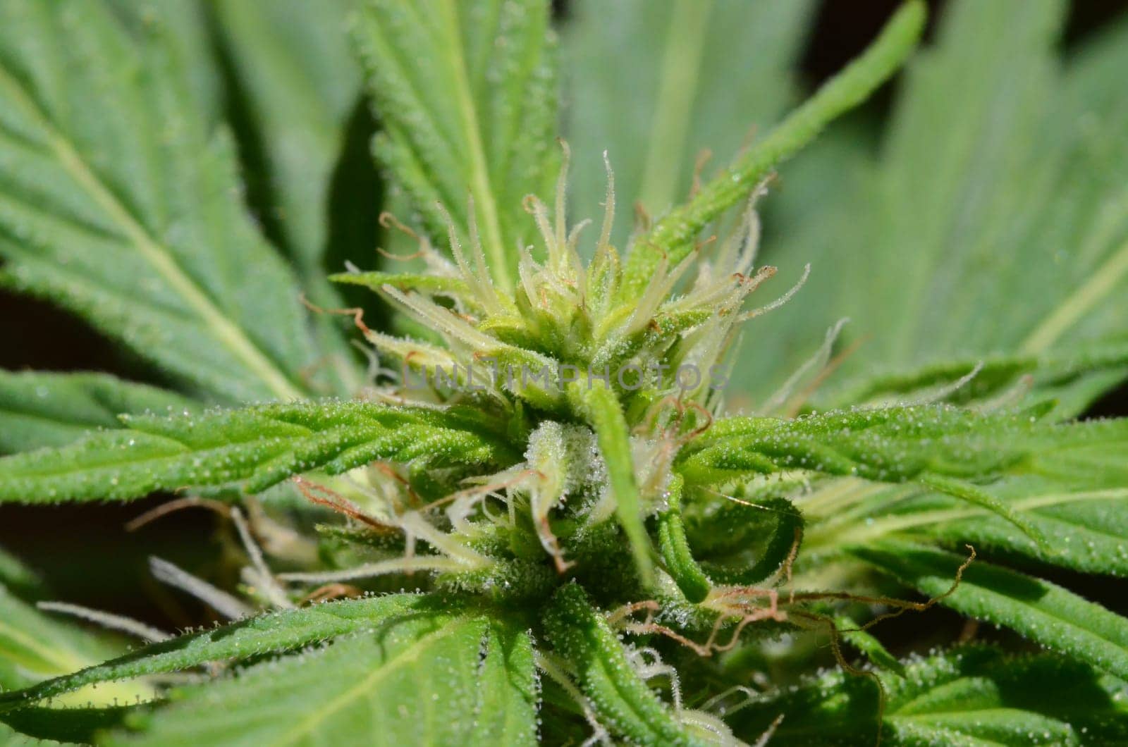Blooming Cannabis Marijuana Green Buds Ripe Flowers