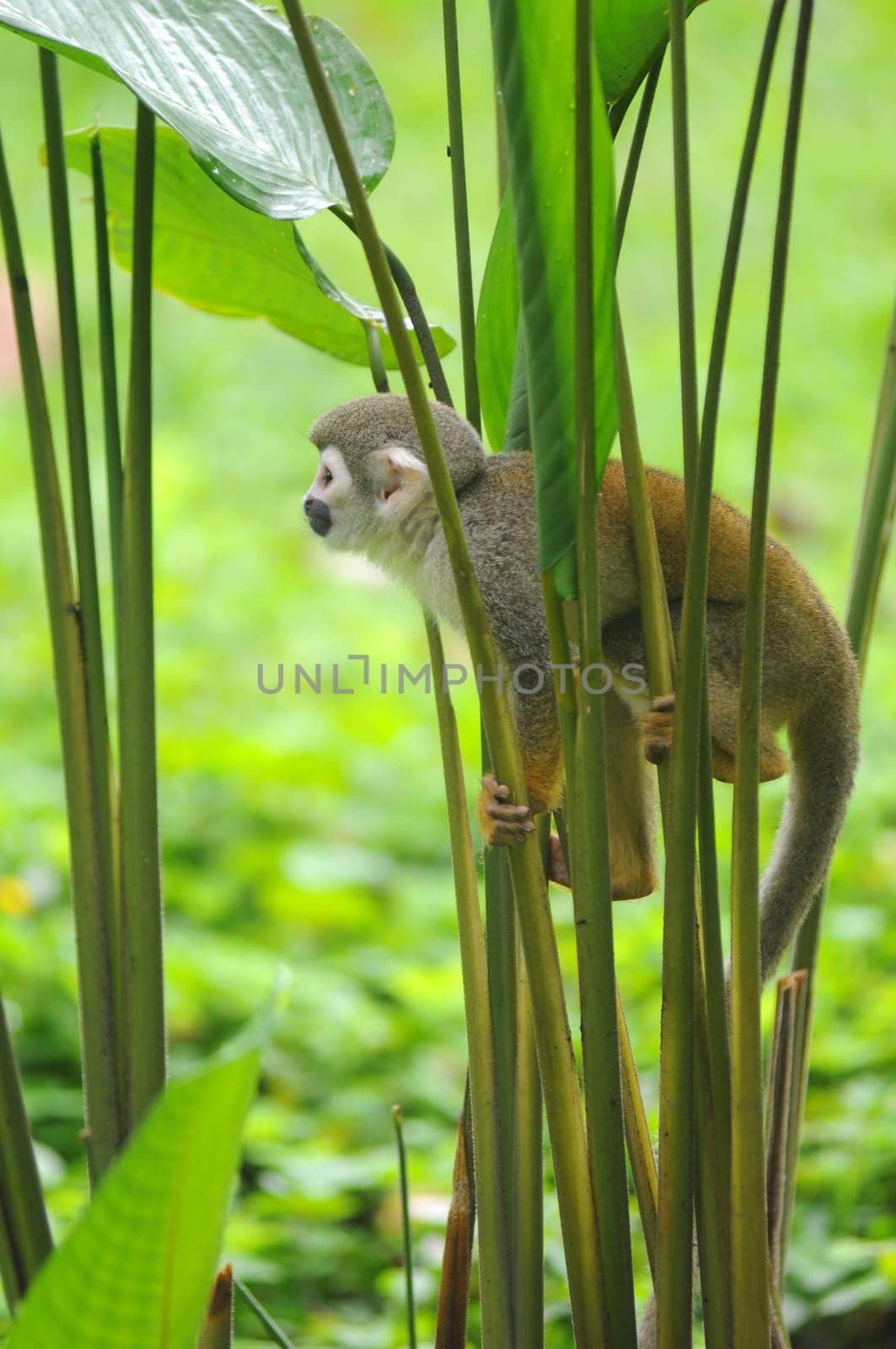 Squirrel Monkey from the jungles of Ecuador.Squirrel monkeys grow to 25 to 35 cm, plus a 35 to 42 cm tail. Male squirrel monkeys weigh 750 to 1100 g. Females weigh 500 to 750 g. Remarkably, the brain mass to body mass ratio for squirrel monkeys is 1