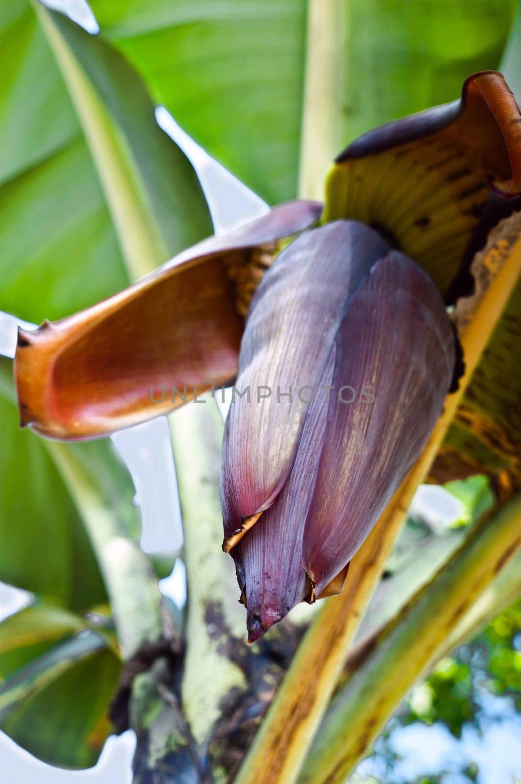 Banana flower on the tree, Ecuador