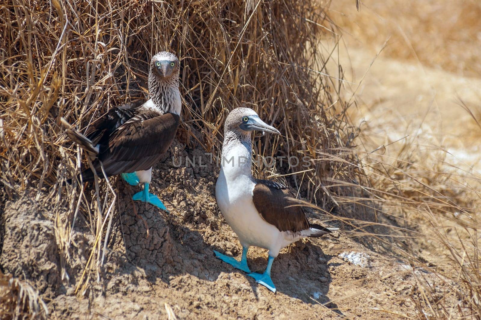 Family portrait of Blue-footed boobies, Sula nebouxii excisa