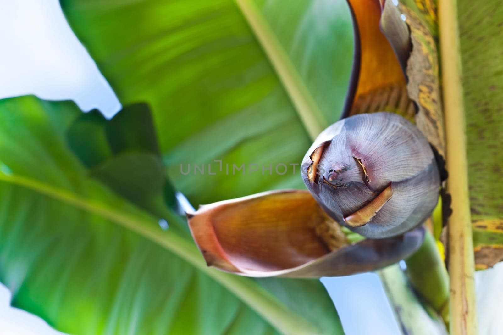 Banana flower on the tree, Ecuador
