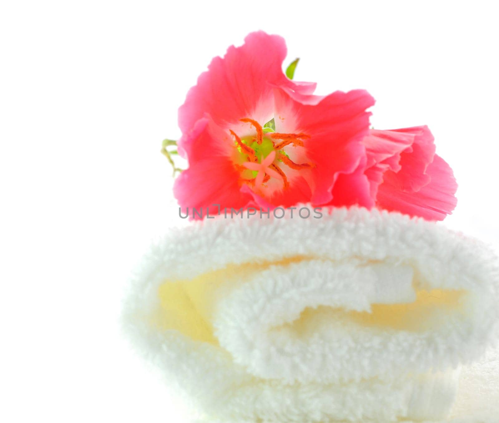 Poppy  Flower over Rolled towel