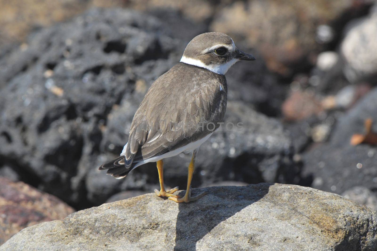 One Adult Kentish Plover Water Bird near a Rock Beach