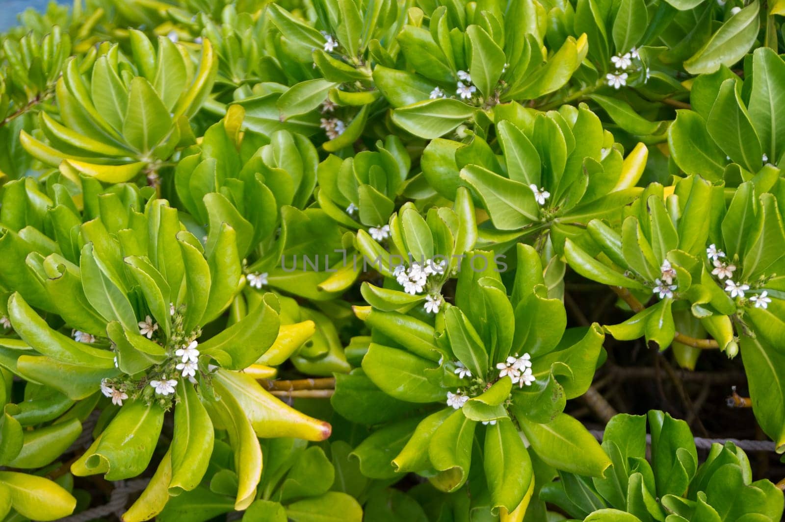 bush,plant,green,dictation,flowers,blossom,white,small,dense,hedge