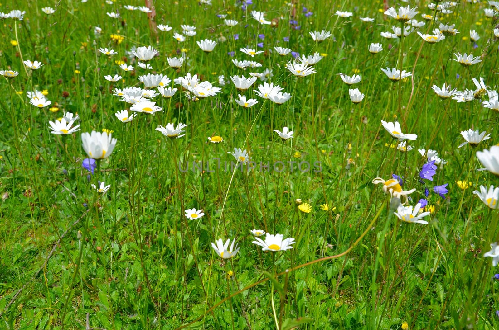 Flower meadow colorful flowers background