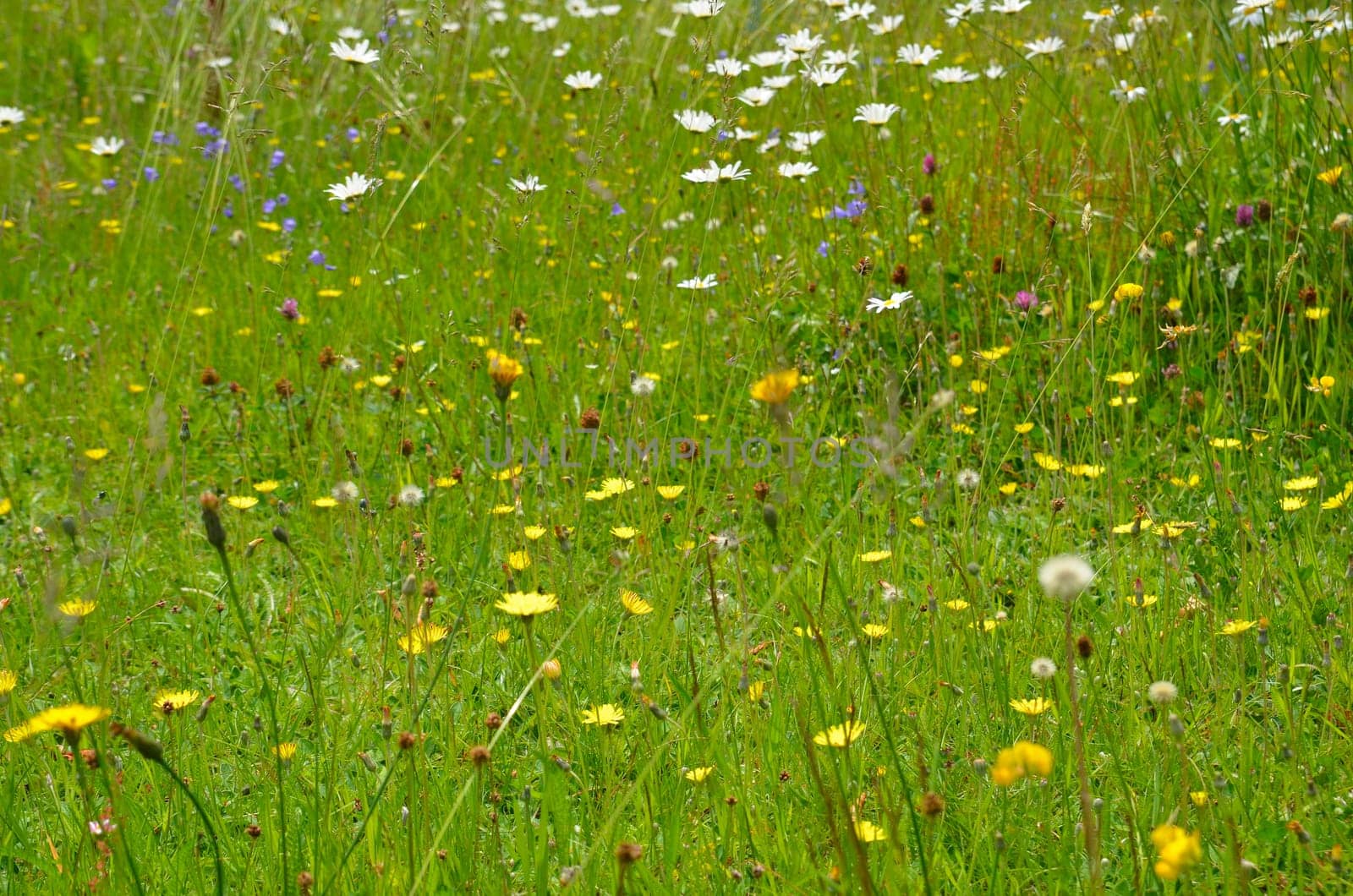 Flower meadow colorful flowers background
