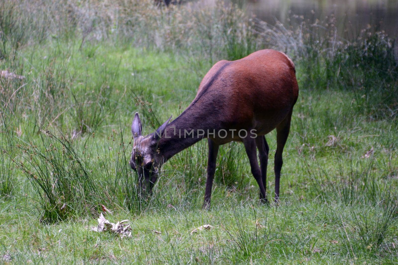 Hind