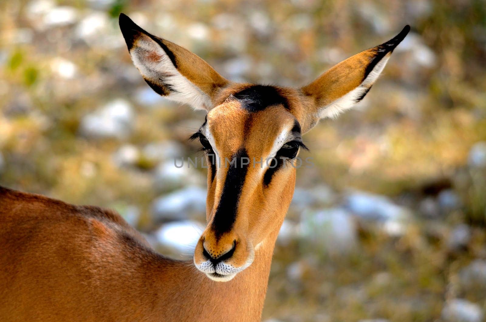 a close up of an antelope in southern africa