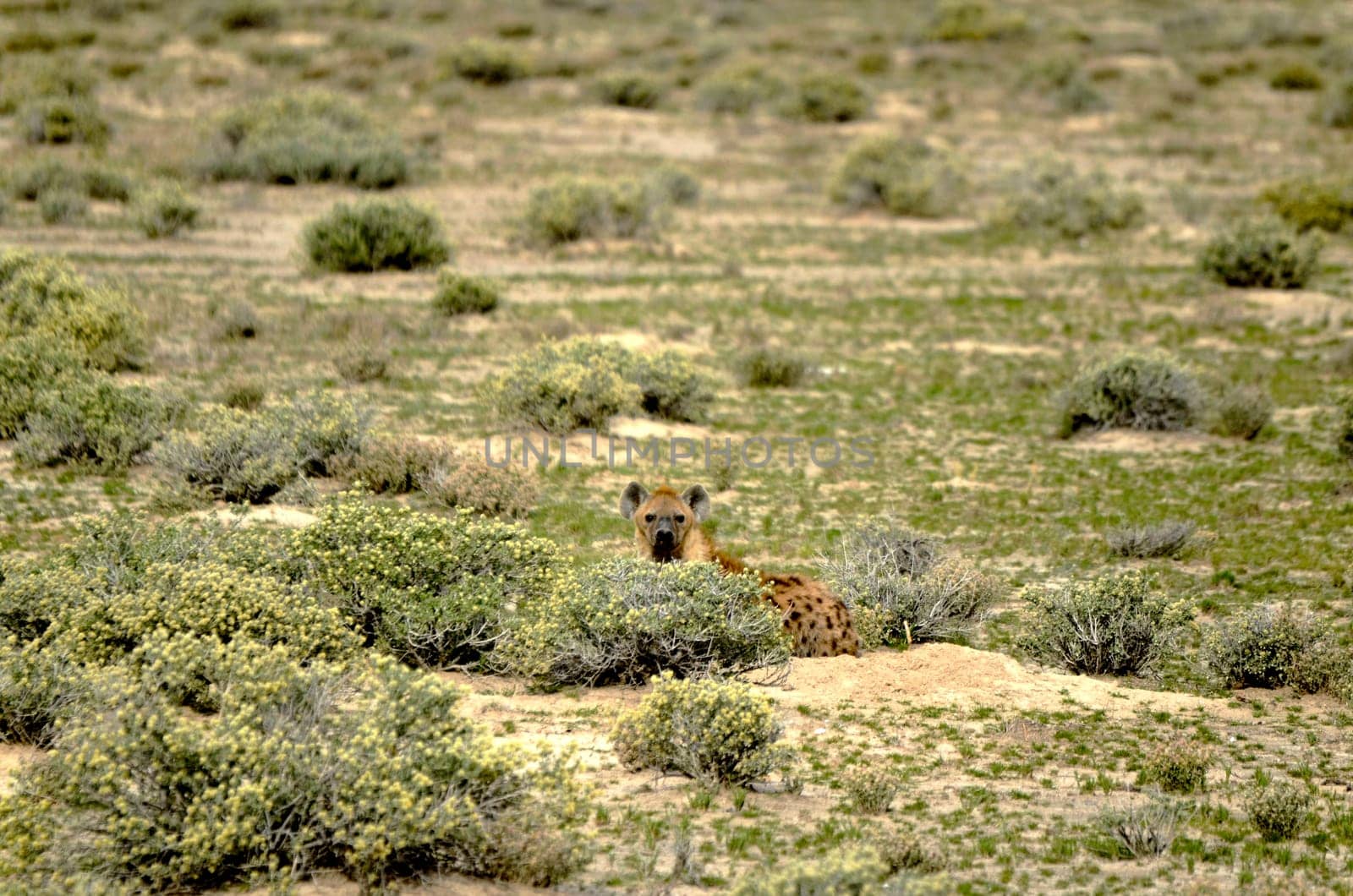 a spoted hyena in the Etosha national park