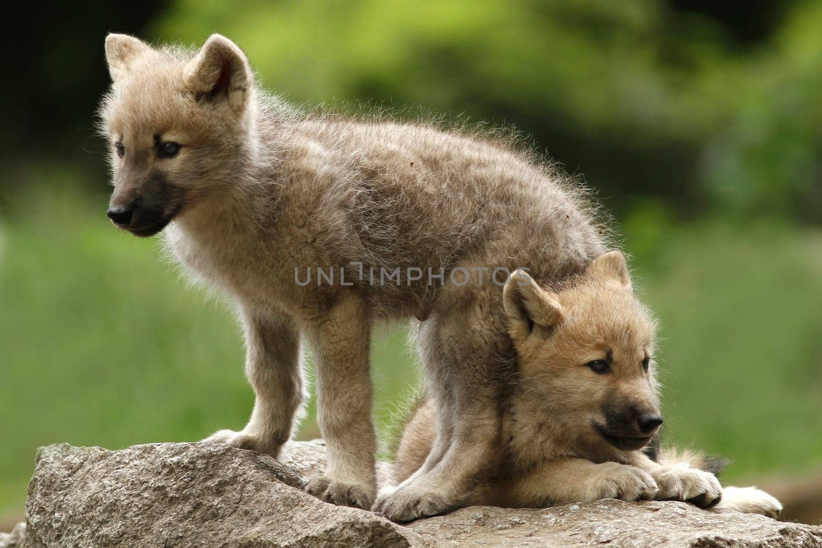 The Wolf Canis lupus
