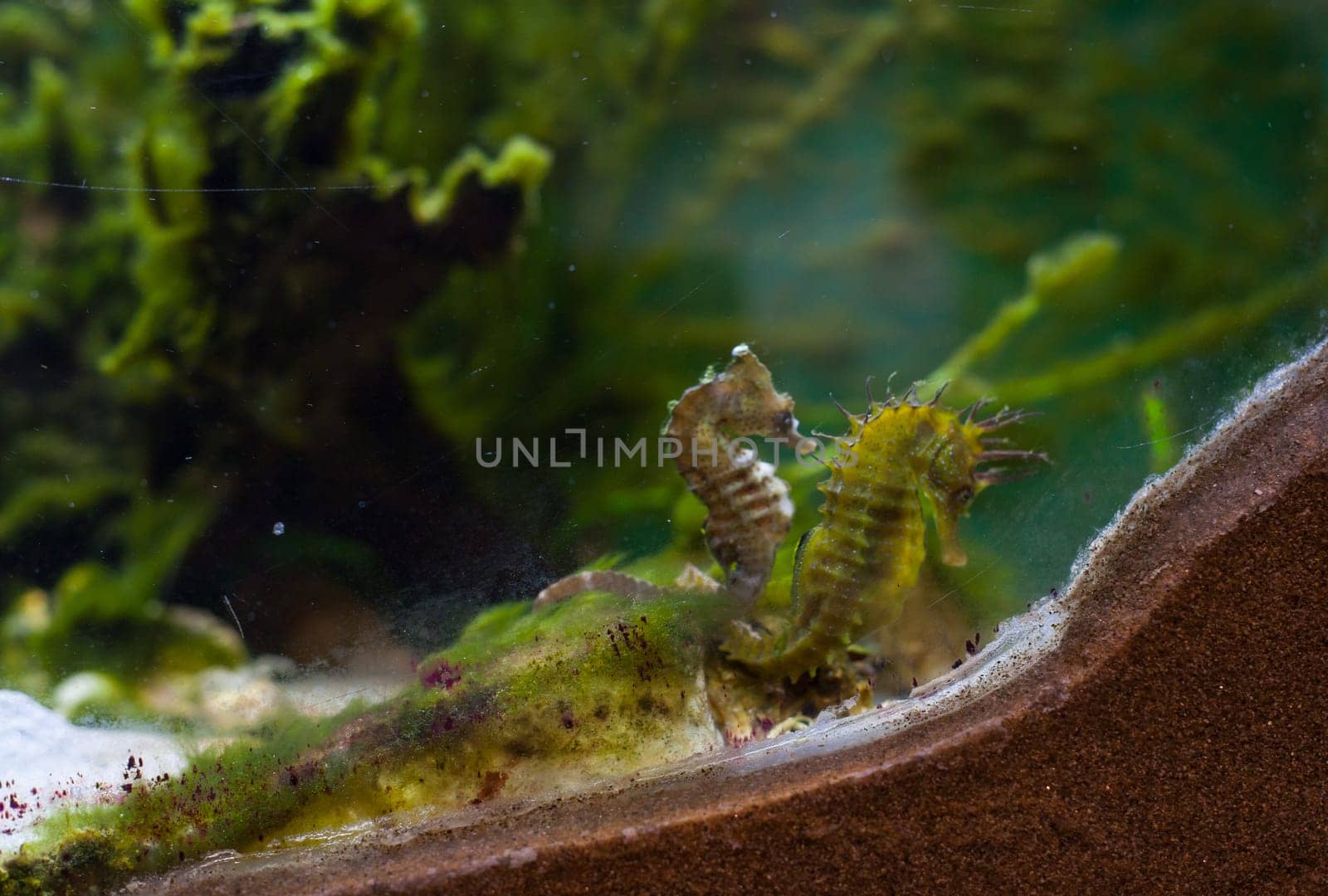 Close up of seahorses in the aquarium