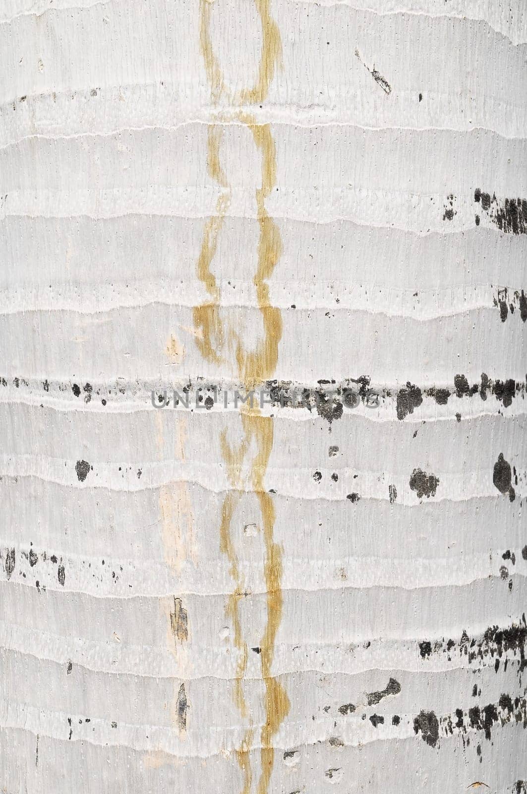 Macro of a Coconut Tree Trunk Texture Background