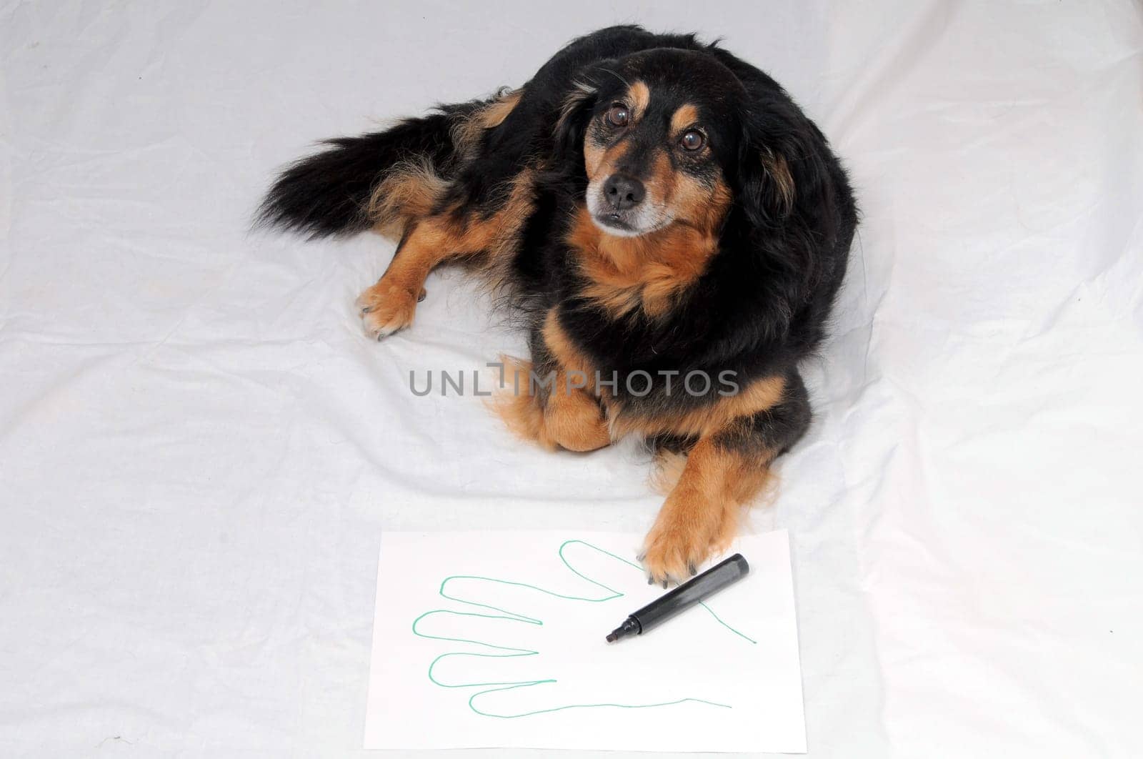 One Female Old Black Dog Drawing on a White Paper
