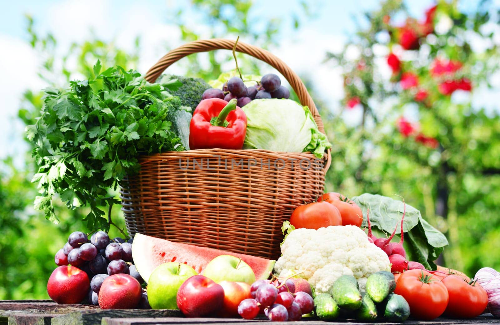Fresh organic vegetables in wicker basket in the garden.