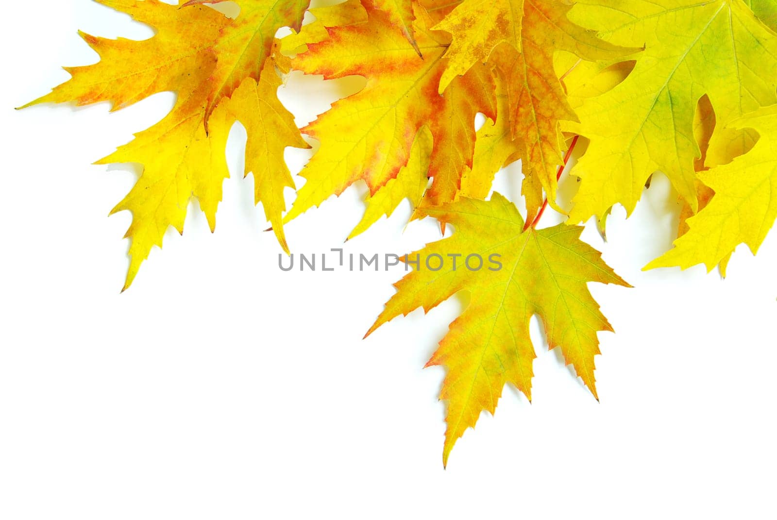 autumn maple leafs isolated on a white