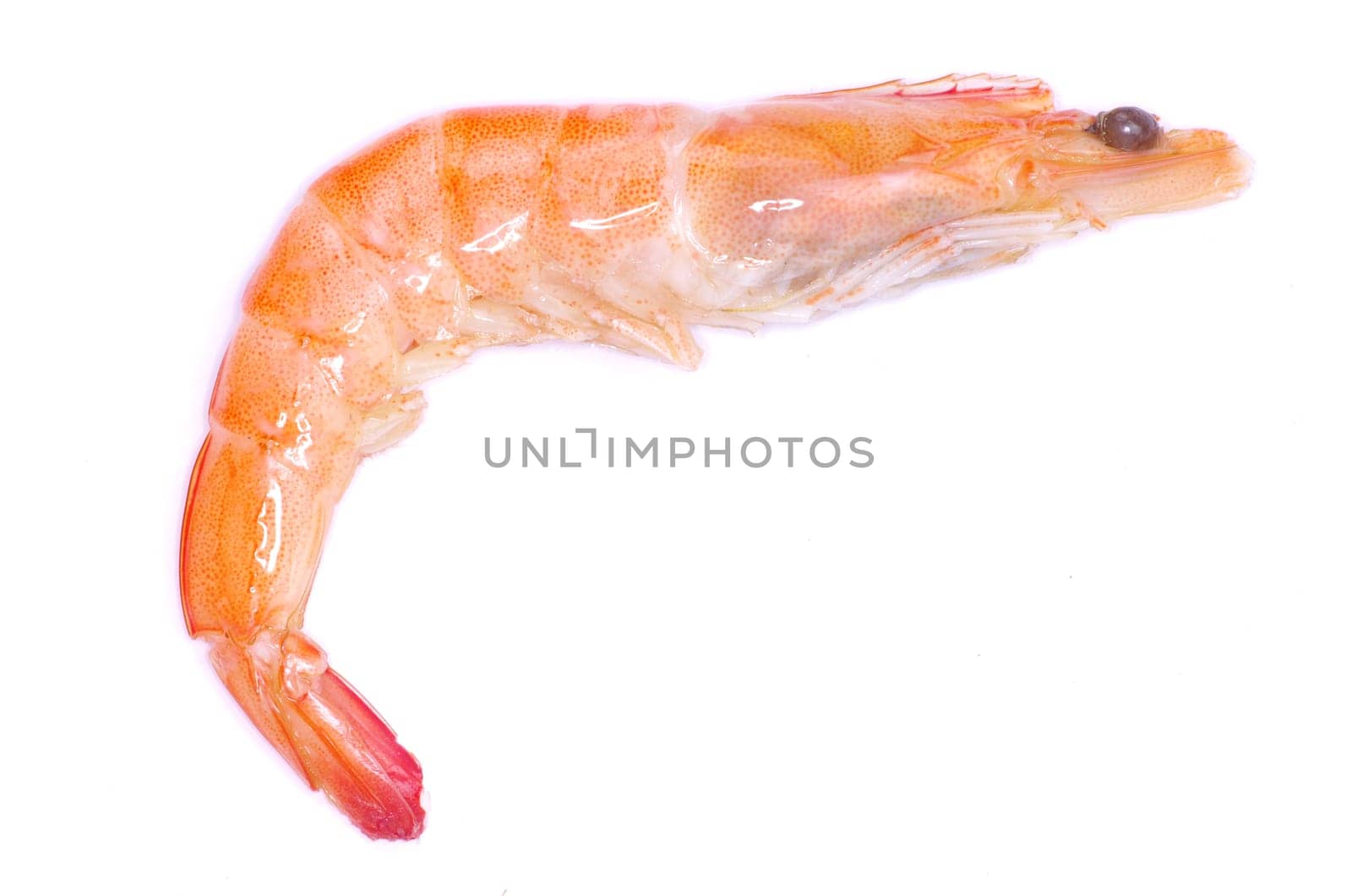 shrimp isolated on a white background
