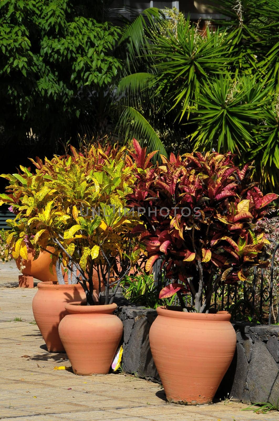Terracotta Vases with Plants on an Urban Garden