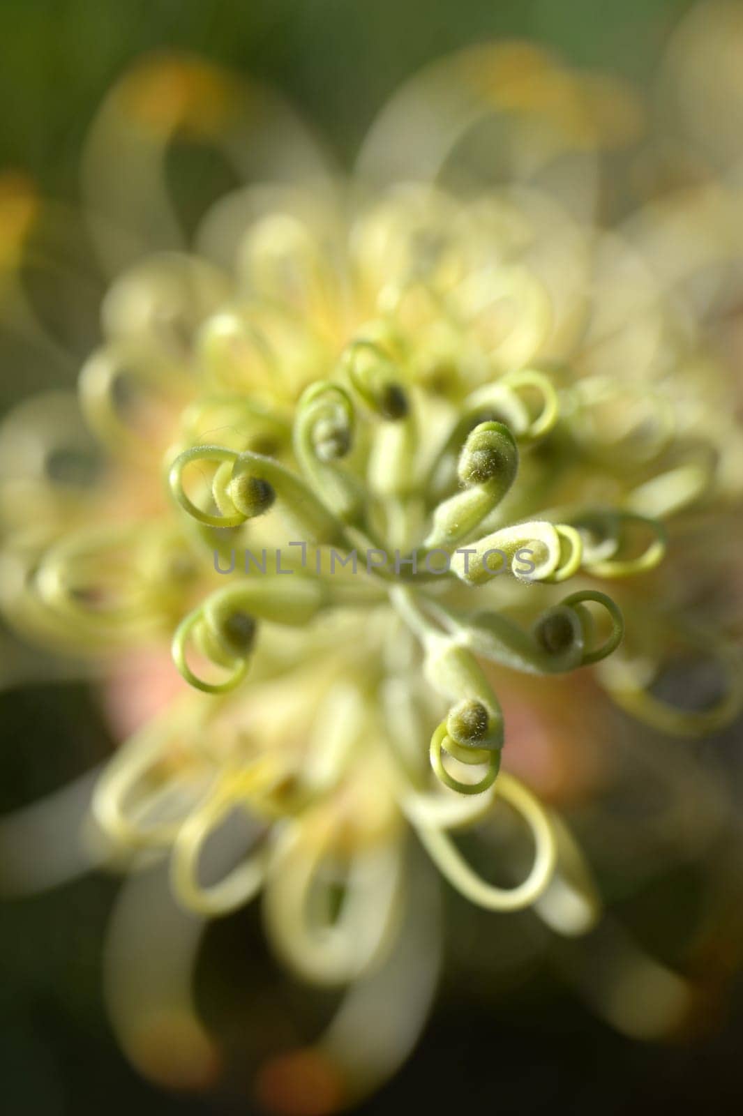 A close up shot of an Australian Banksia Bottlebrush