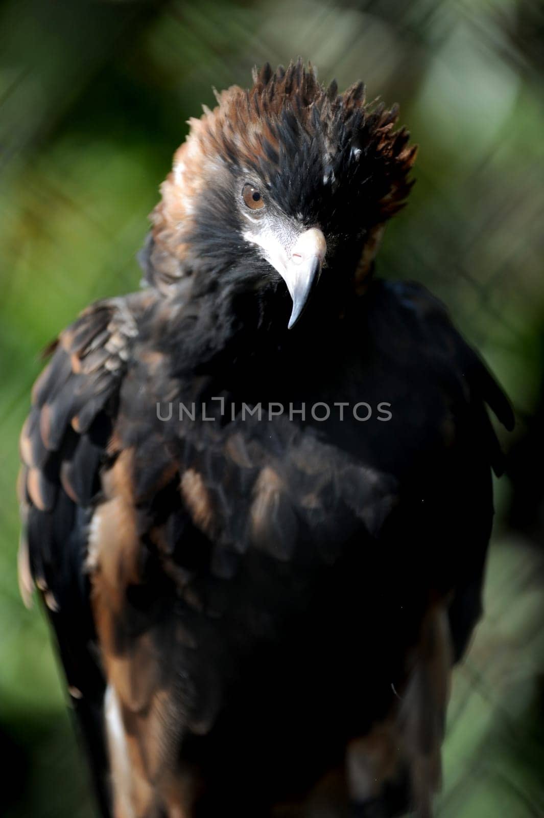 A close up shot of a Australian Wedge Tailed Eagle