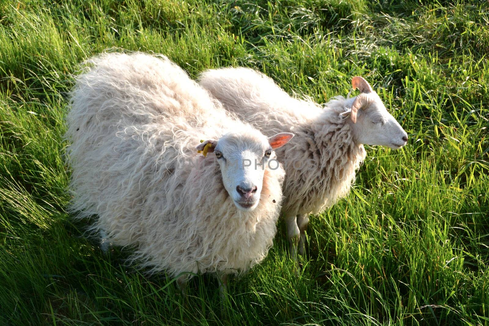 Sheep in green grass on a dike