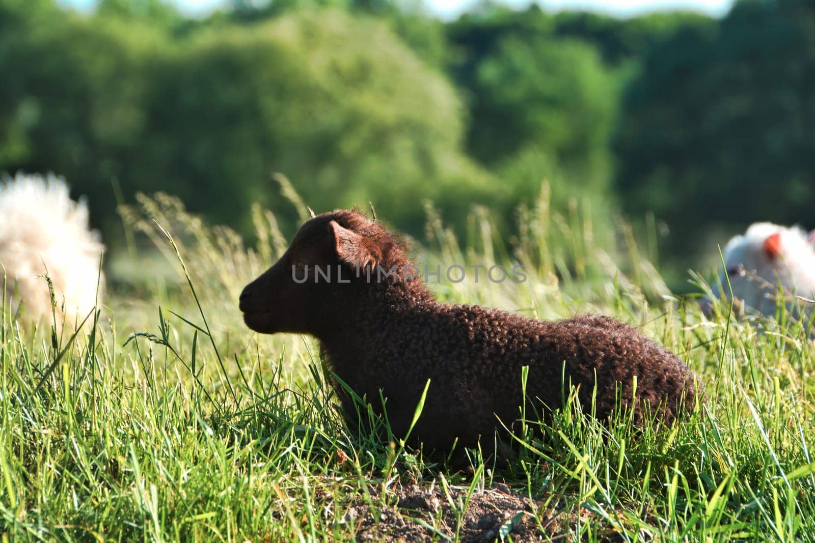young lamb in green grass