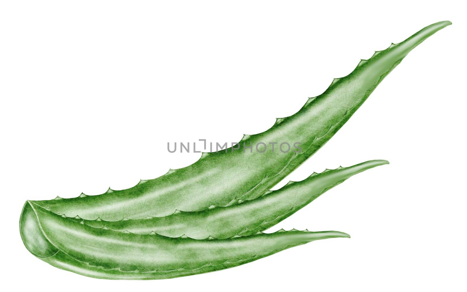 Aloe vera plant watercolor. Green leaf of the white background. Clip art botanical. Ideal for packaging cosmetics, posters of cosmetic clinics. Botanical succulent aloe. High quality photo