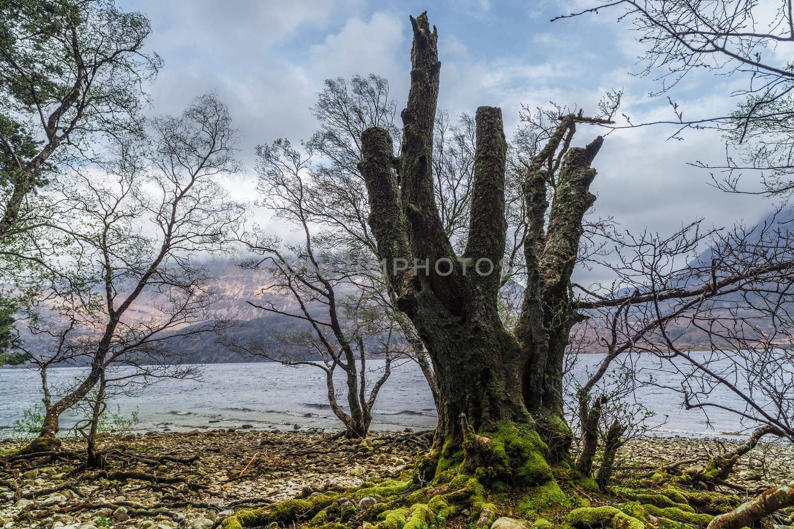 indigenous Scotland