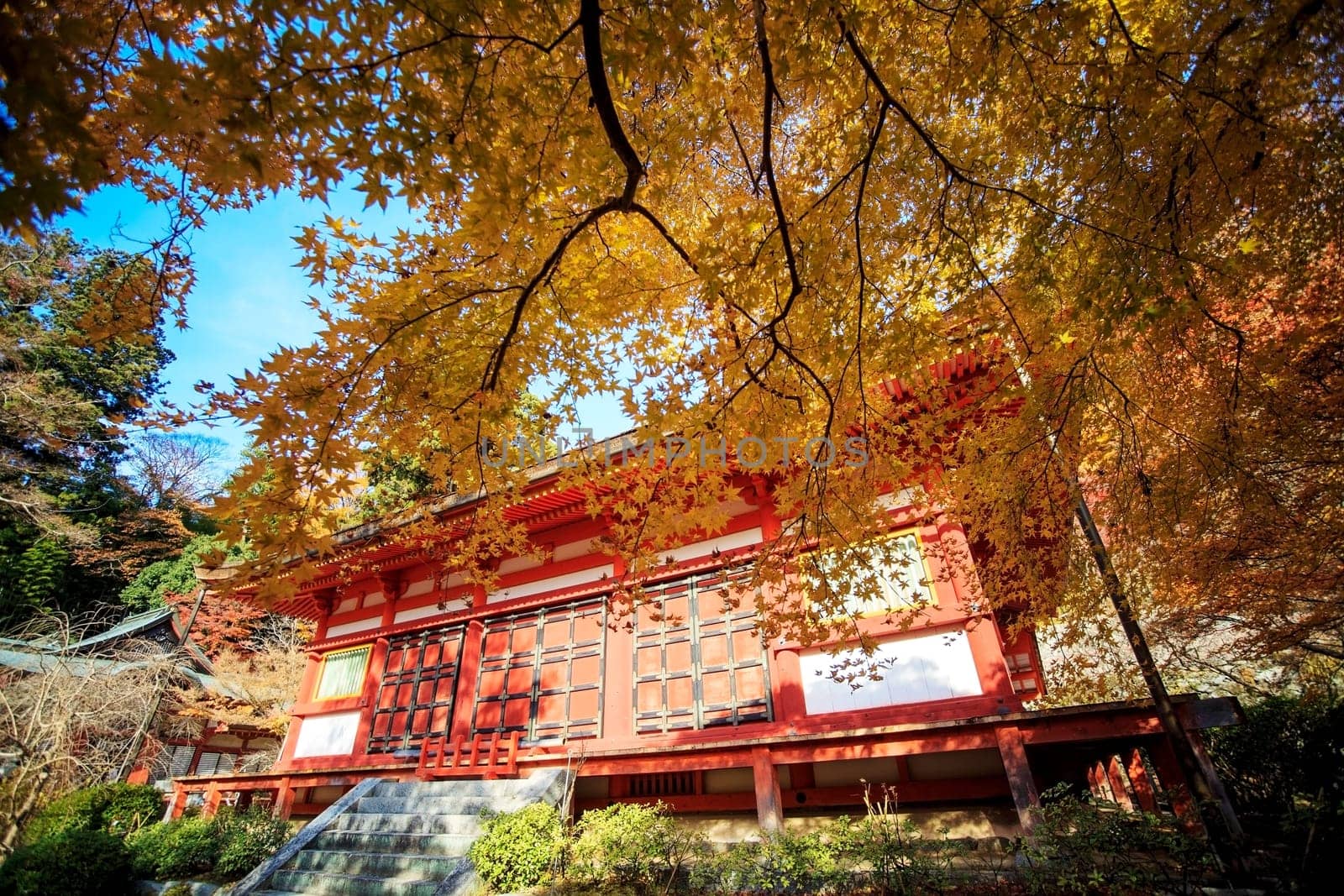 Autumn Japanese garden with maple