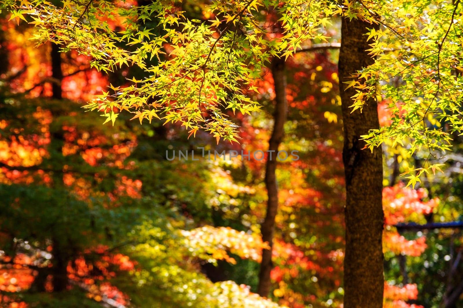 Autumn Japanese garden with maple