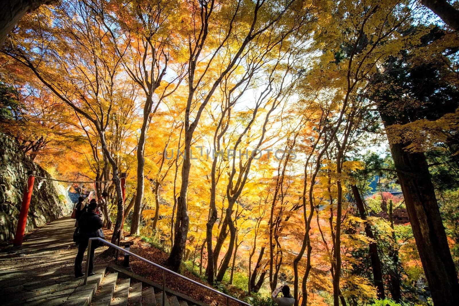 fall season, japan