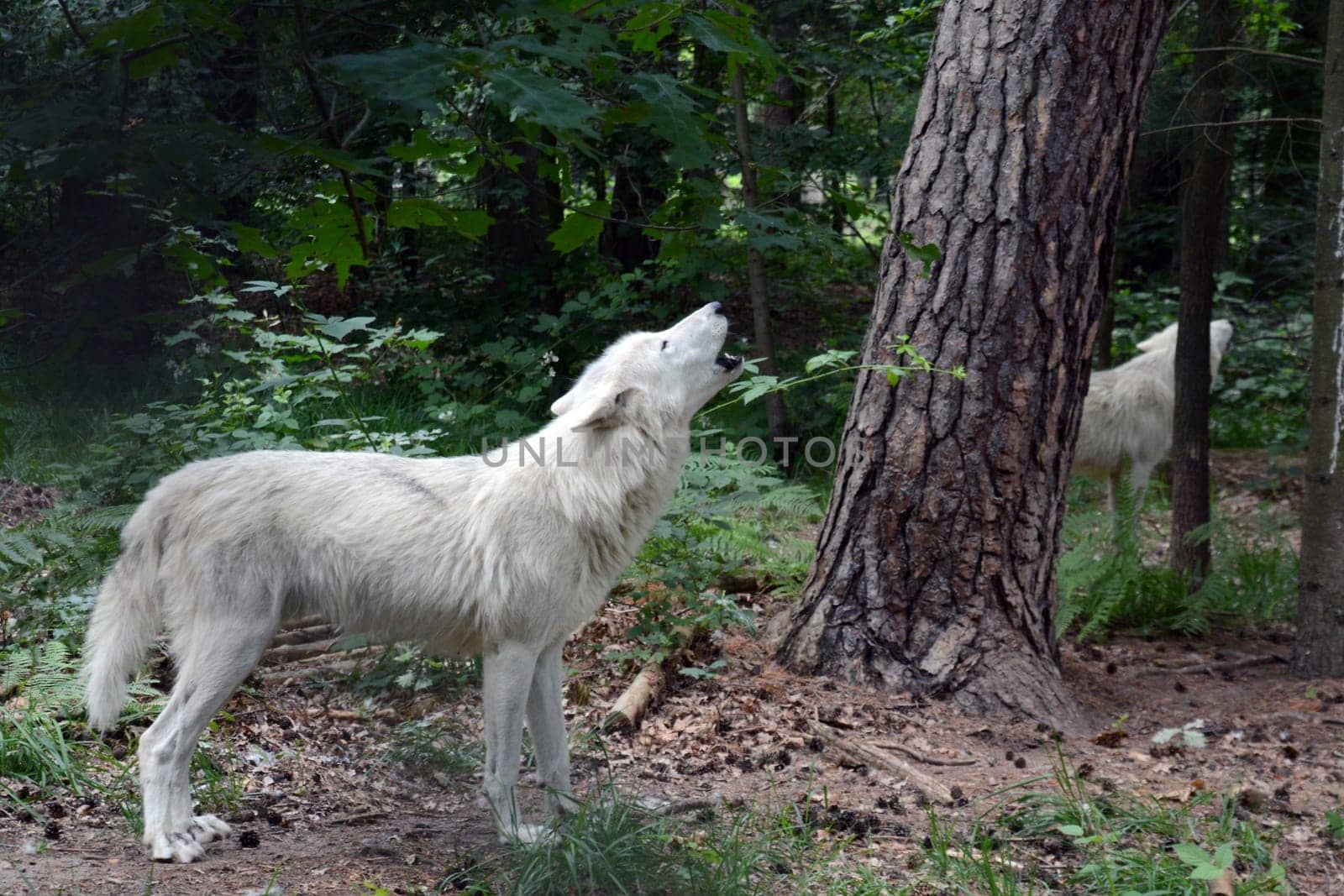 Arctic wolf