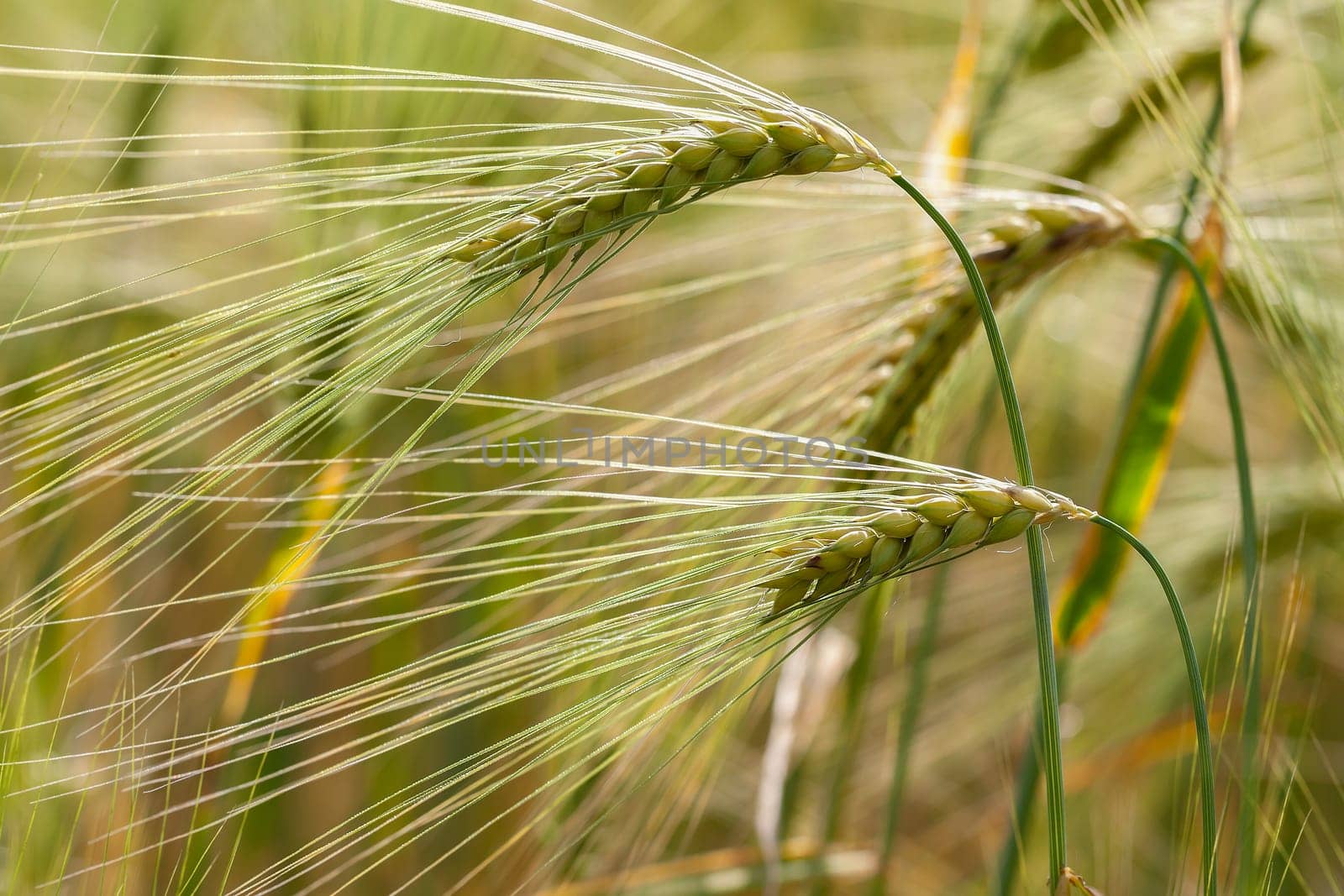 Rye - ears of corn in a detailed picture