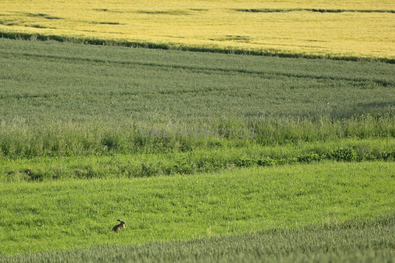 Field hare between cornfields