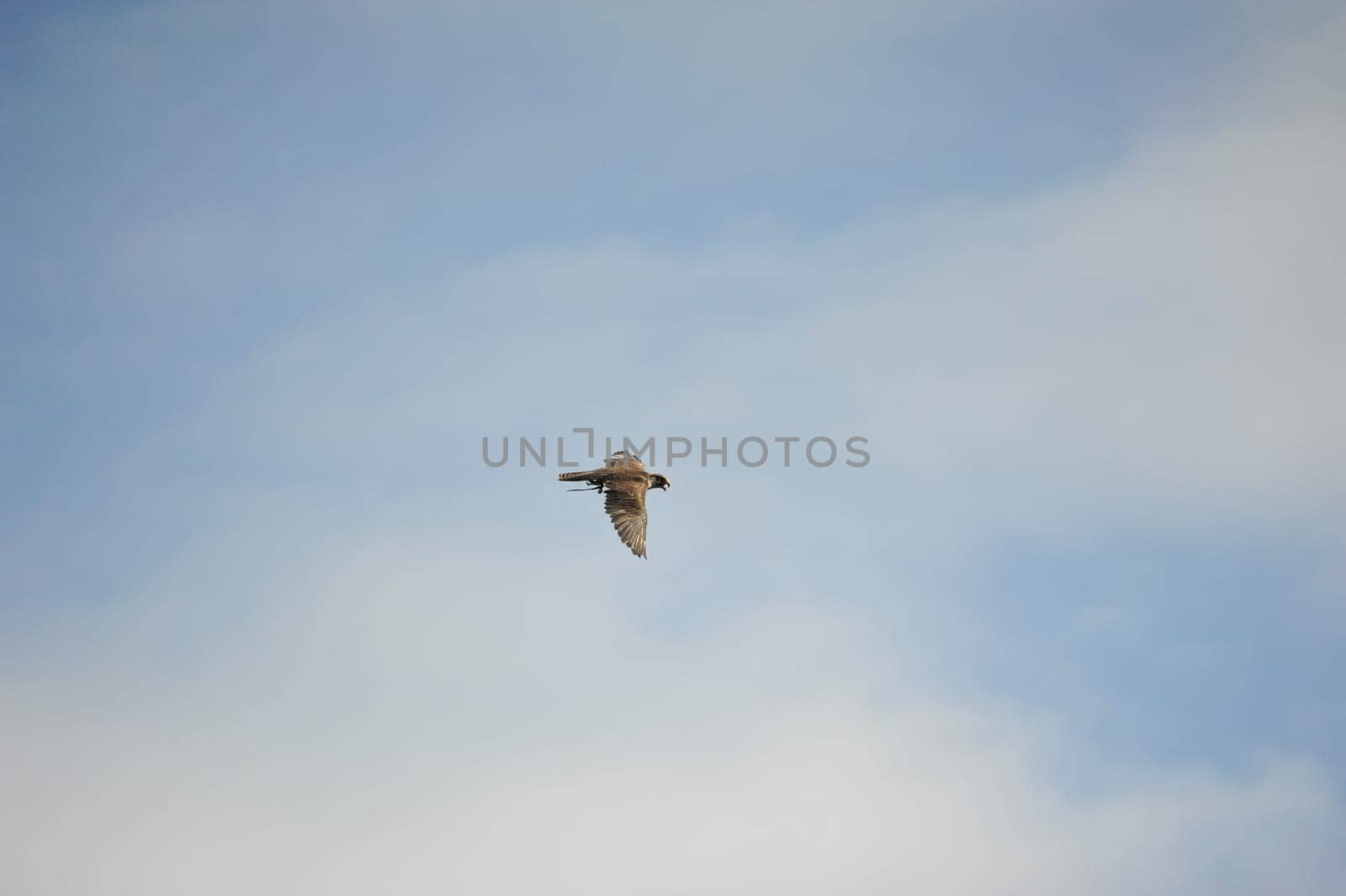 Peregrine falcon (Falco peregrinus) in fly