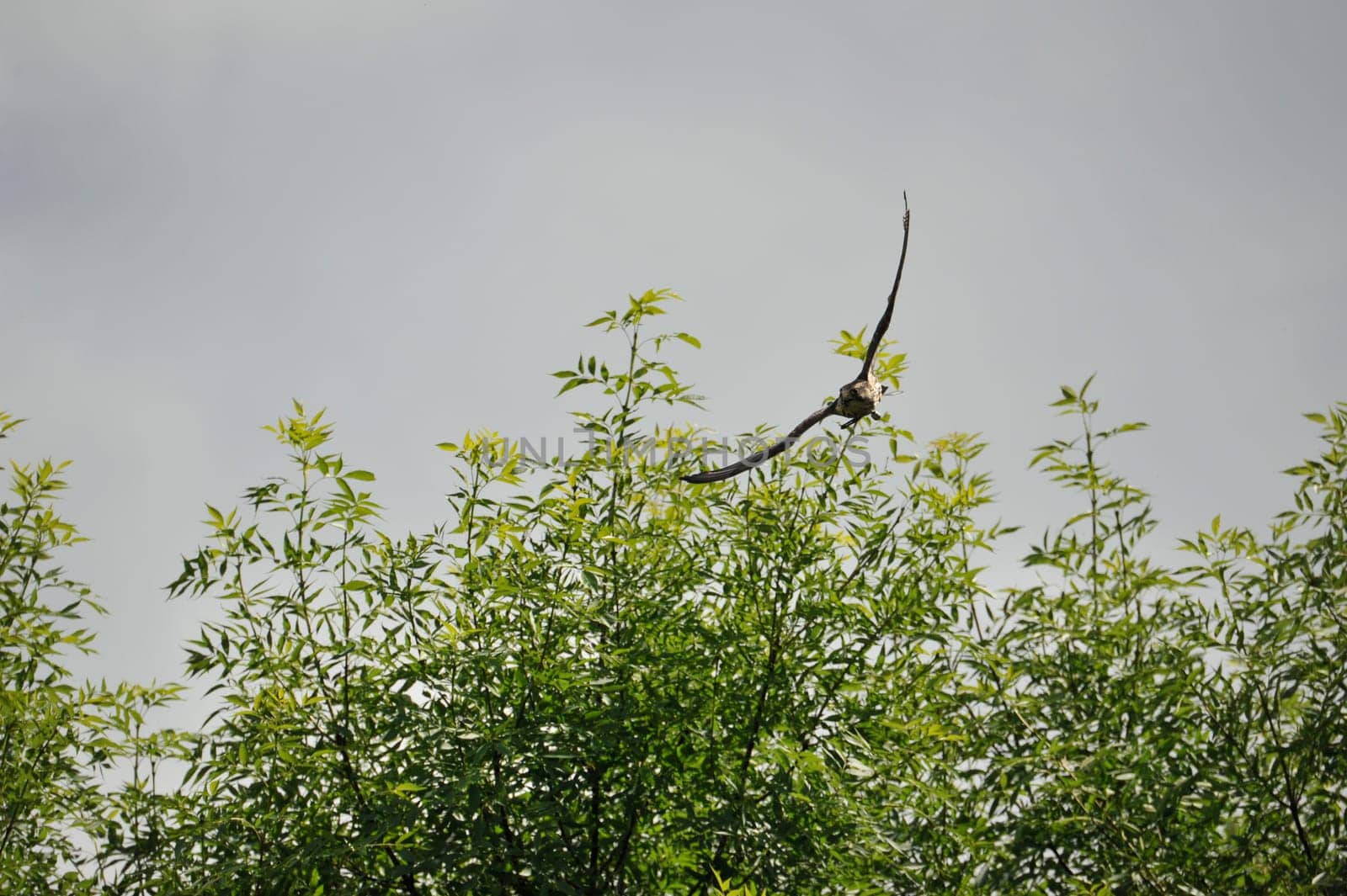 Peregrine falcon (Falco peregrinus) in fly