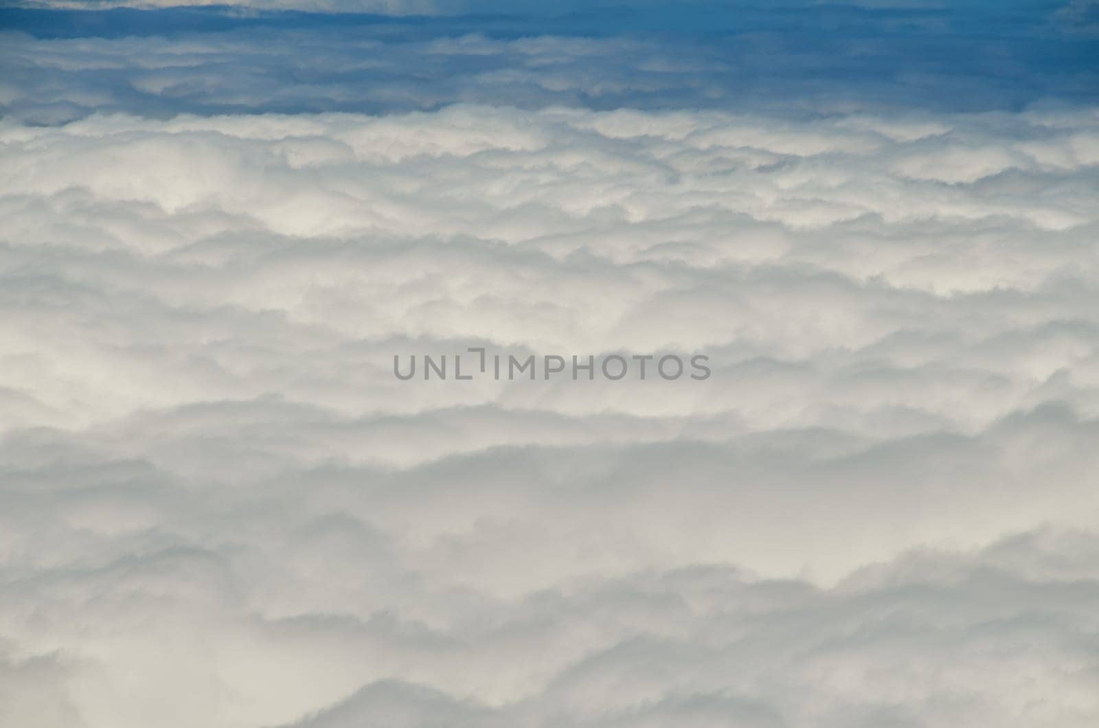 High Clouds over Pine Cone Trees Forest in Tenerife Island
