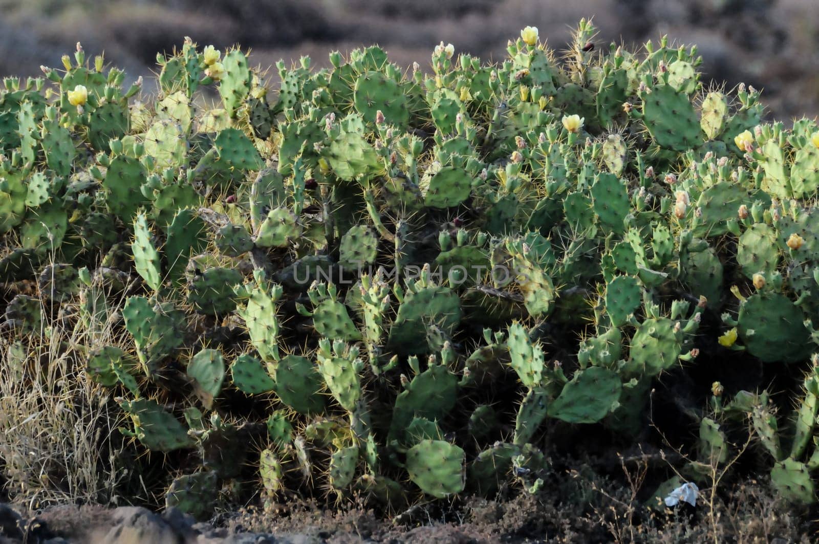 Pricly Pear Wild Green Succulent Cactus Near The Ocean