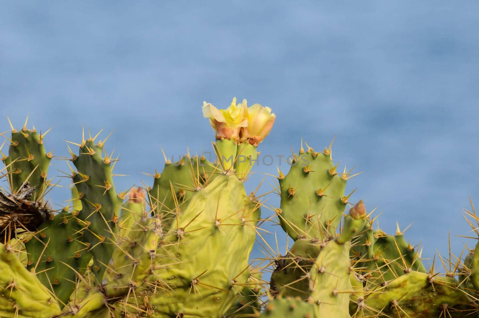 Pricly Pear Wild Green Succulent Cactus Near The Ocean