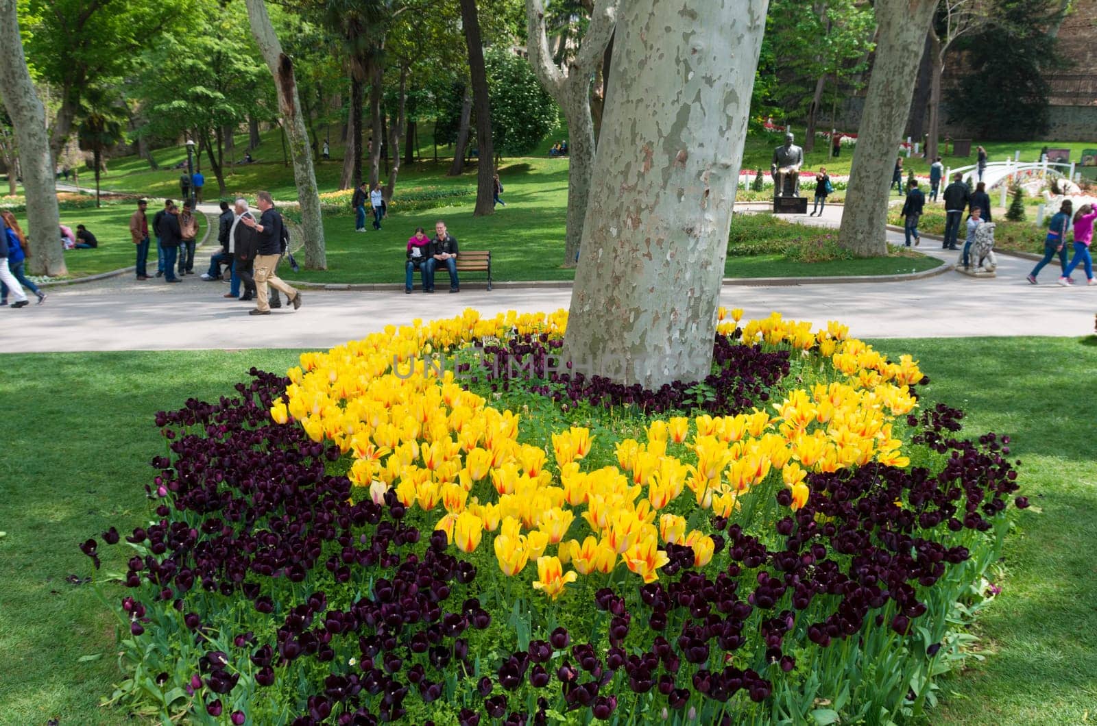 blooming yellow tulips in gulhane park, istanbul. It is the oldest public park in istanbul