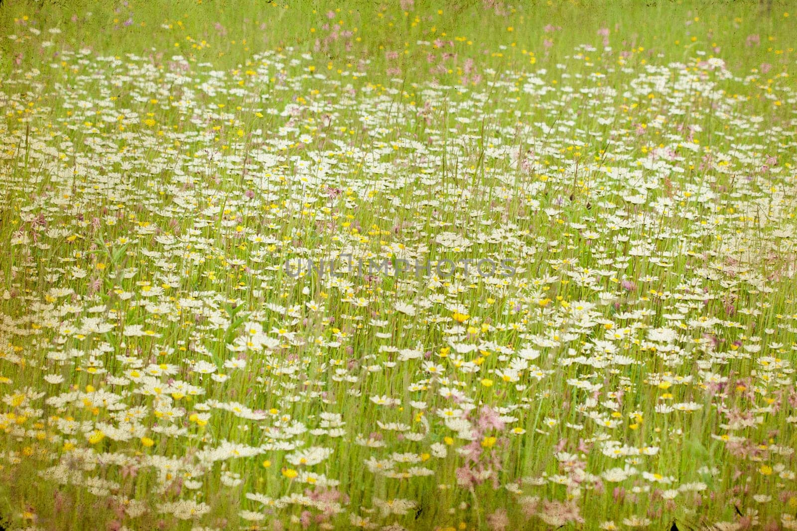 Marguerite flowers in the spring field