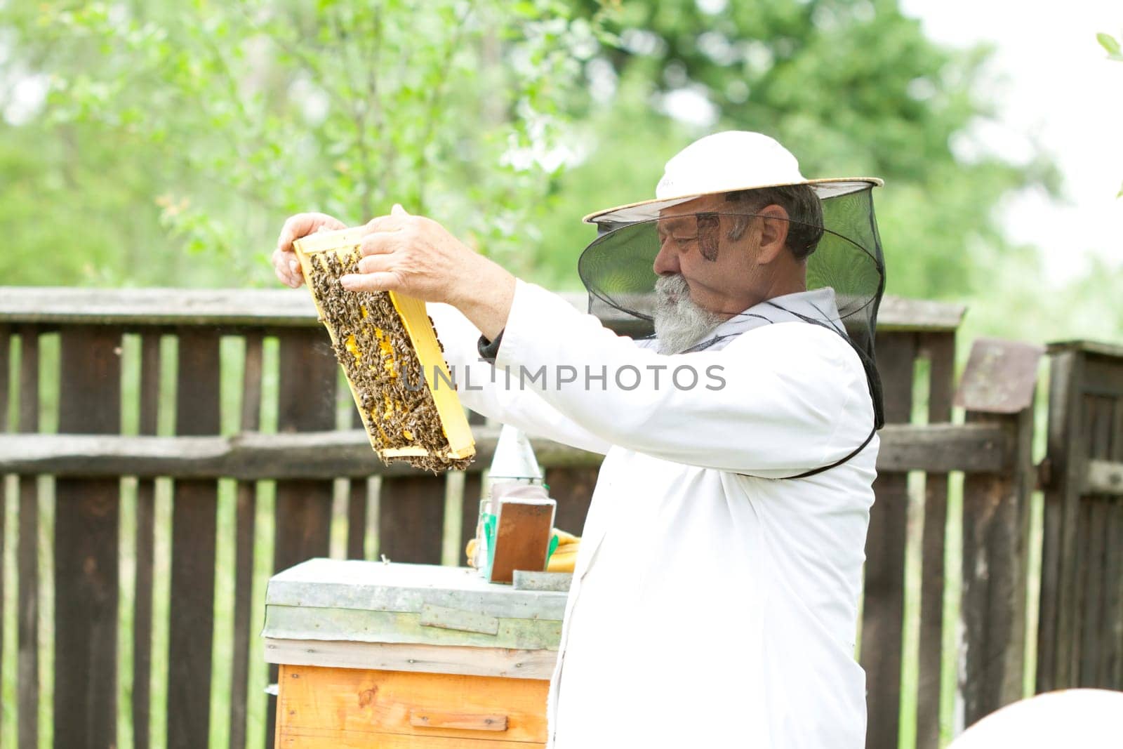 Working apiarist inspecting the hive