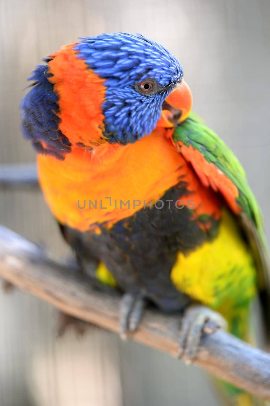 A close up shot of an Australian Rainbow Lorikeet