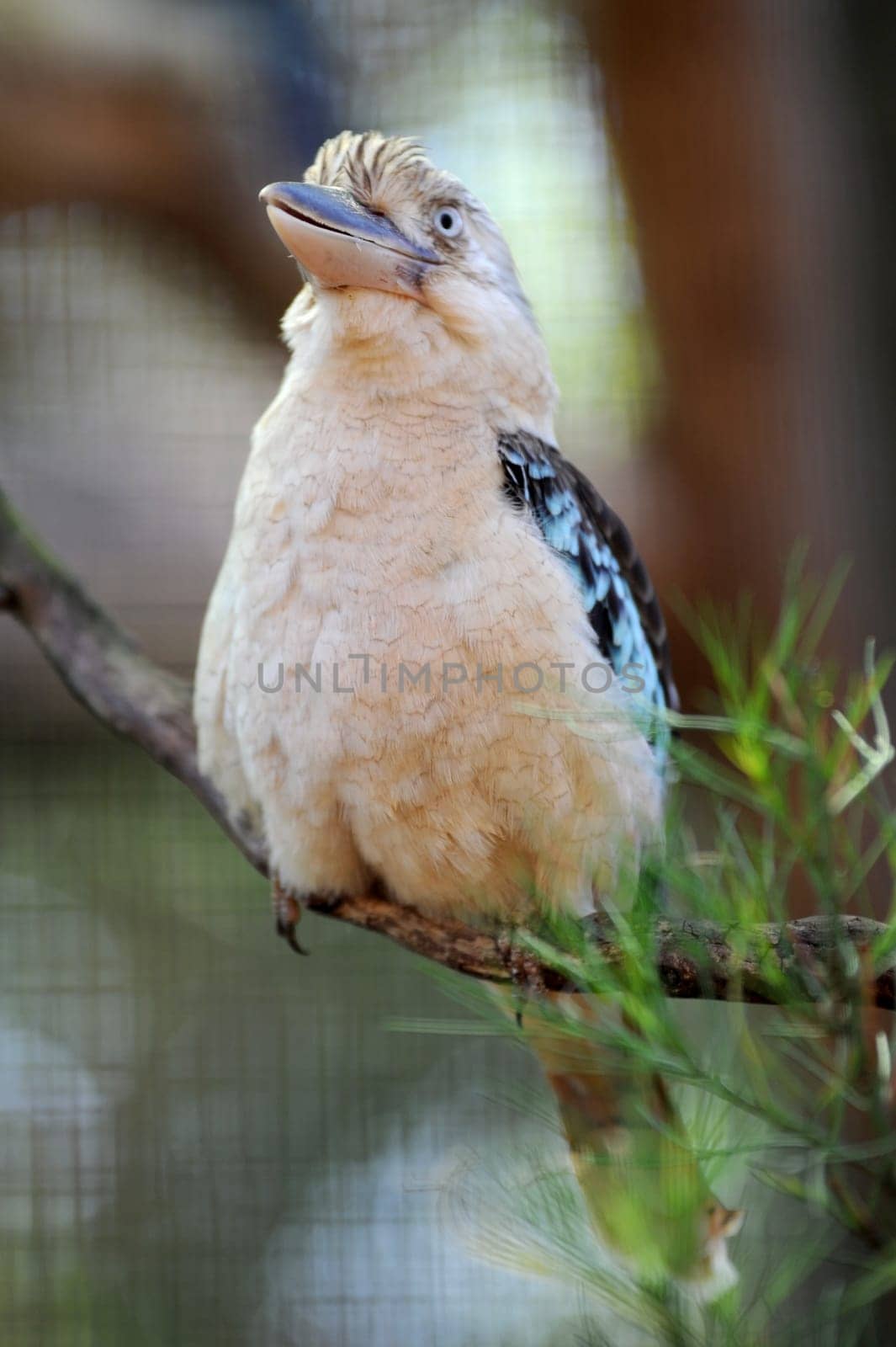 A close up shot of an Australian Kookaburra