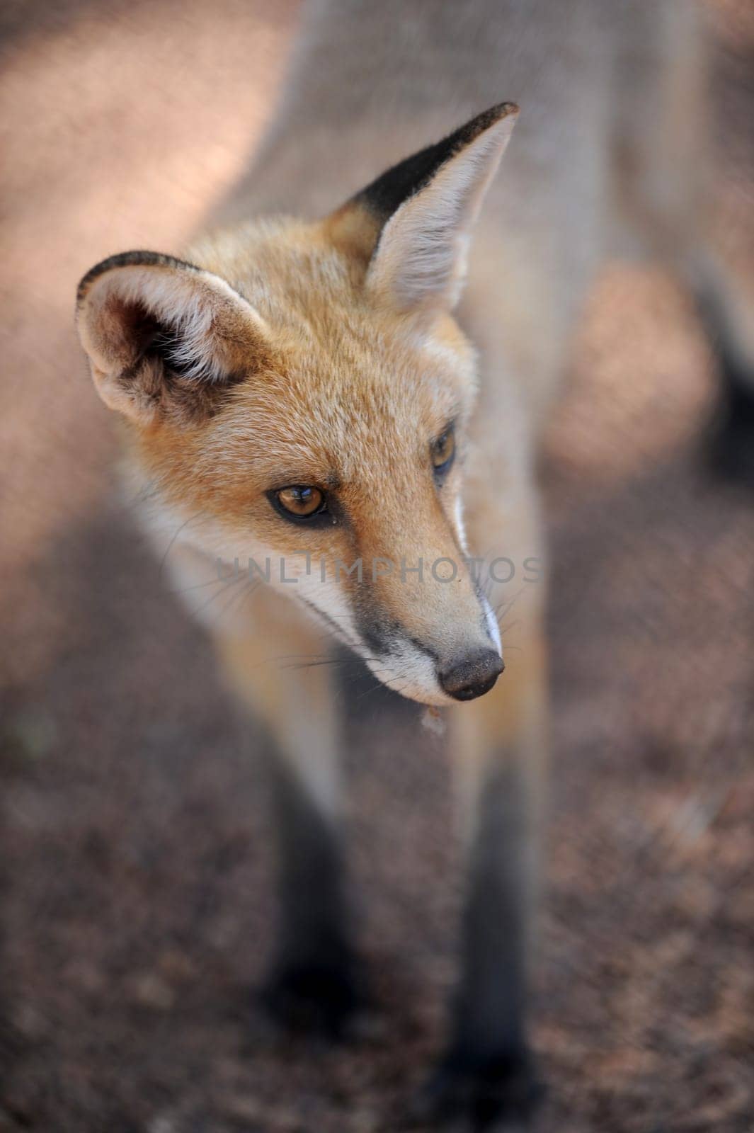 A close up shot of an Australian Fox