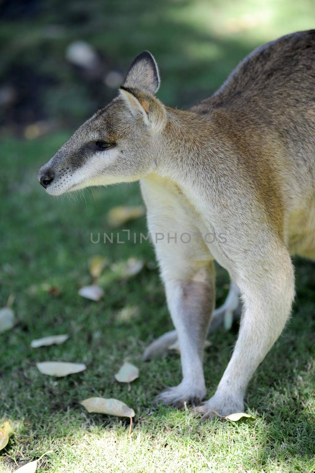 A close up shot of an Australian Wallaby
