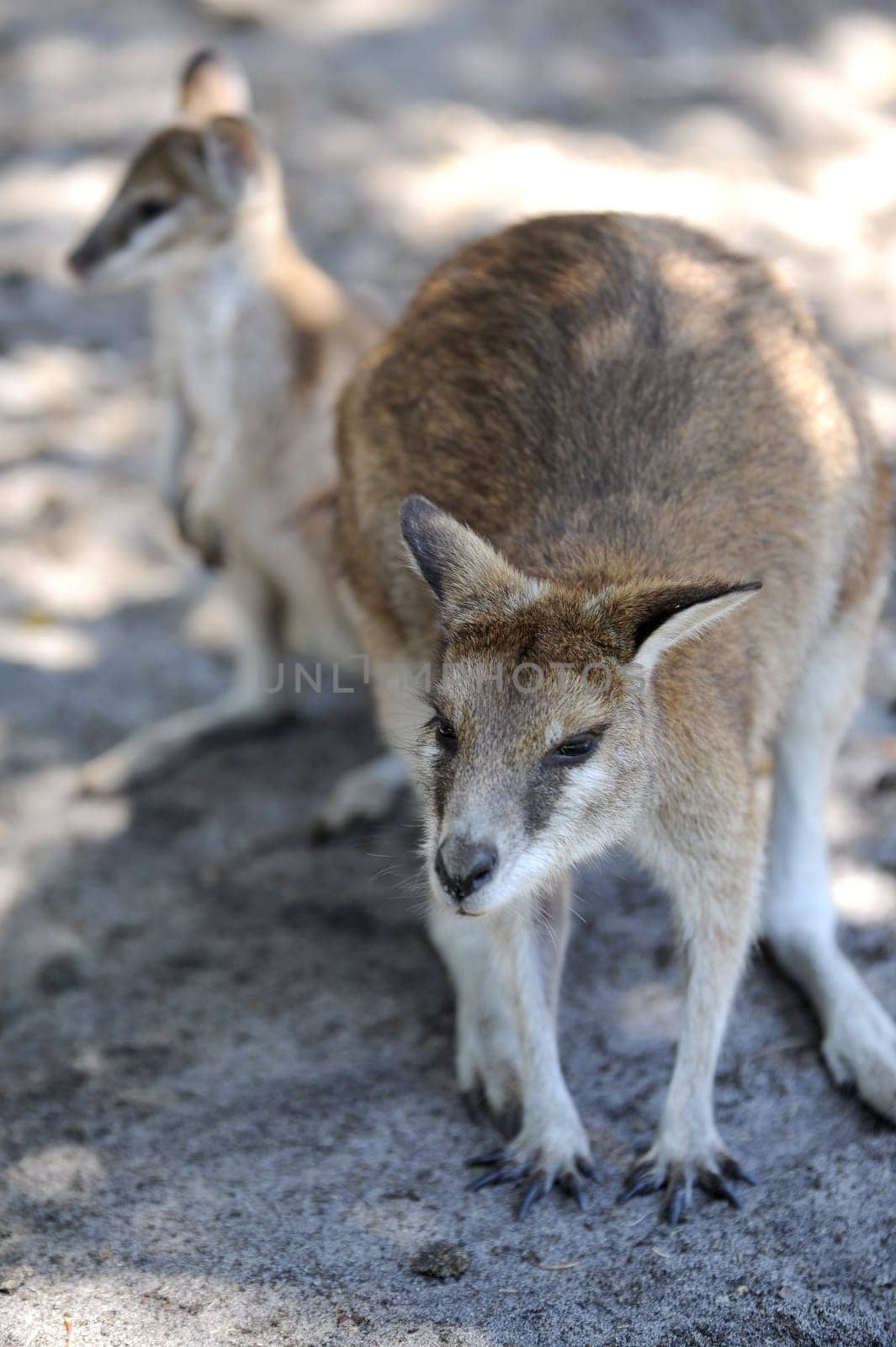 A close up shot of an Australian Wallaby
