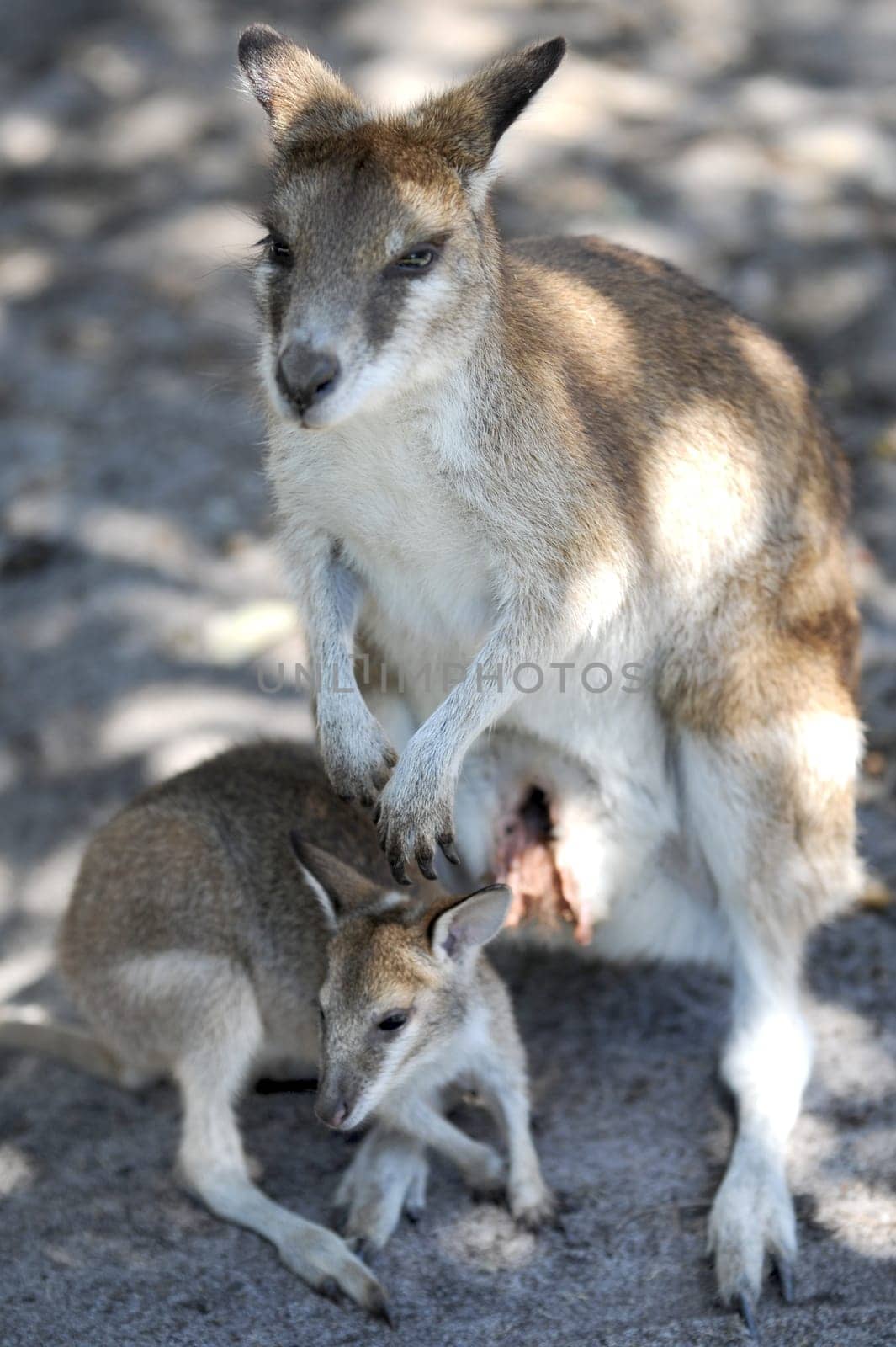 A close up shot of an Australian Wallaby