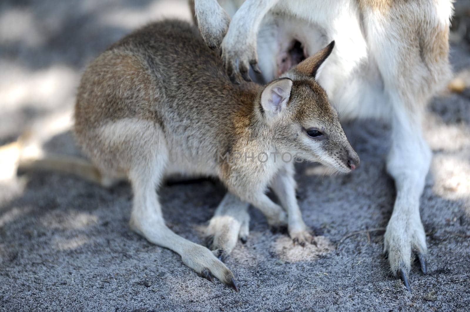 A close up shot of an Australian Wallaby